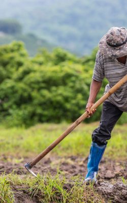 A male farmer who is using a shovel to dig the soil in his rice fields.