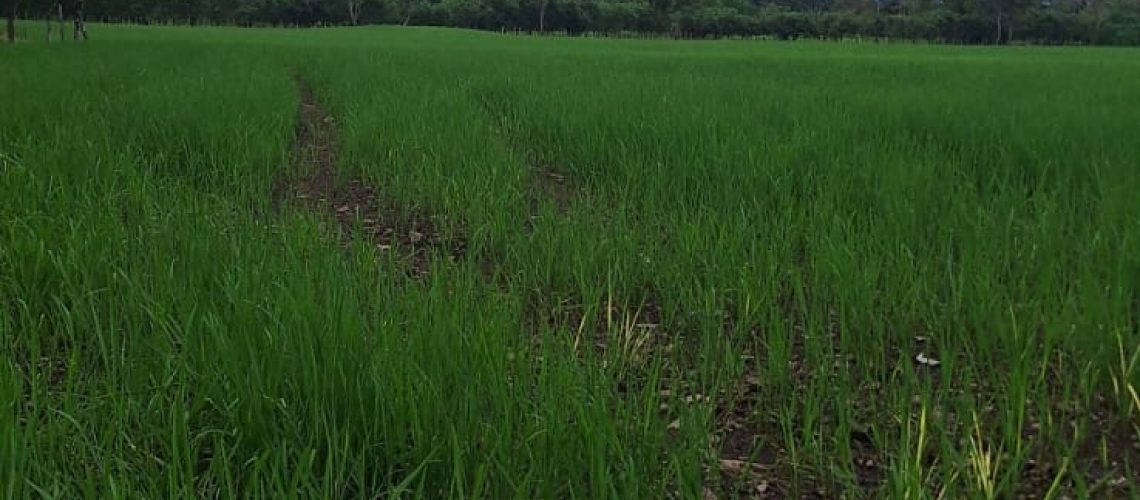 ARROZBUGABA (3)