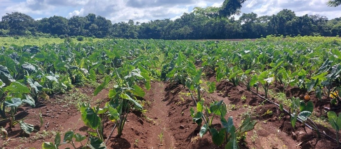 control-agricola-2